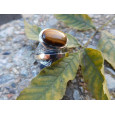 Anell G.Styliano plata or ull de tigre - ASP1499/O Anell G.Styliano plata or ull de tigre - ASP1499/O